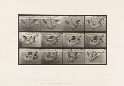 Plaat 750. Luiaard; Lopend, Hangend aan een Horizontale Paal door Eadweard Muybridge