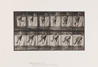Plaat 754. Kangoeroe; Springend door Eadweard Muybridge