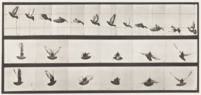 Plaat 755. Duif; Vliegend door Eadweard Muybridge