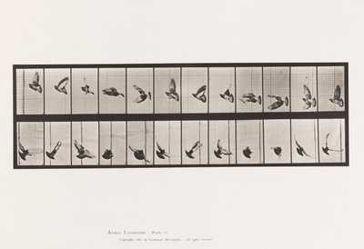 Plaat 756. Duif; Vliegend door Eadweard Muybridge