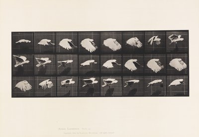 Plaat 759. Kaketoe; Vliegend door Eadweard Muybridge
