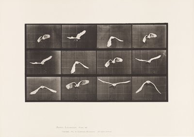 Plaat 762. Kaketoe; Vliegend door Eadweard Muybridge