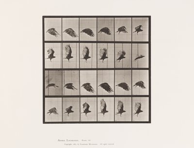 Plaat 765. Gier; Vliegend door Eadweard Muybridge
