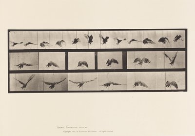Plaat 768. Gier; Vliegen door Eadweard Muybridge