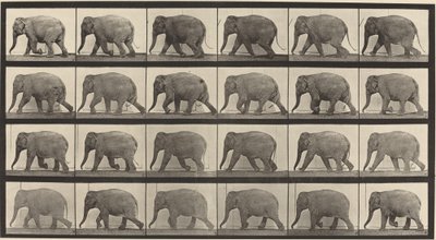 Plaat nummer 733. Olifant lopend door Eadweard Muybridge