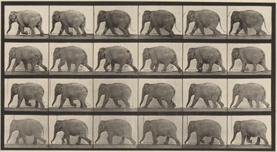 Plaat nummer 733. Wandelende olifant door Eadweard Muybridge