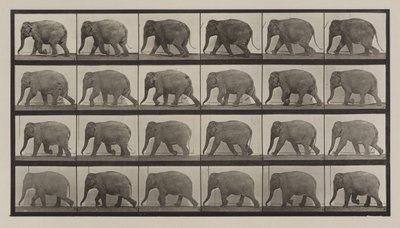 Plaat nummer 733. Olifant loopt door Eadweard Muybridge