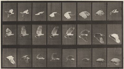 Plaat Nummer 758. Kaketoe die vliegt door Eadweard Muybridge