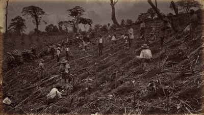 Aanleggen van een Koffieplantage in Antigua de Guatemala door Eadweard Muybridge