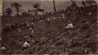 Aanleg van een koffieplantage in Antigua de Guatemala door Eadweard Muybridge
