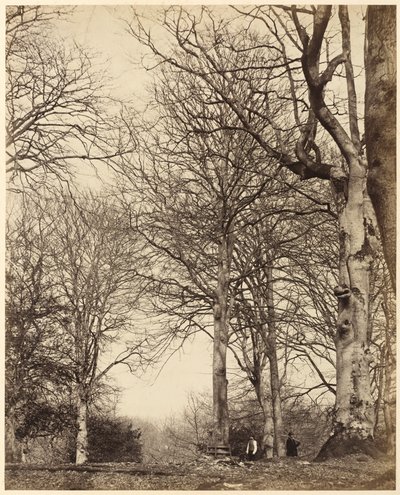 De beuk van koningin Adelaide,1864 (foto) door Earl of Caithness