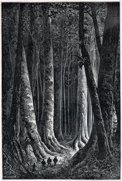 Bos van Frans-Guyana, tekening door Riou, 