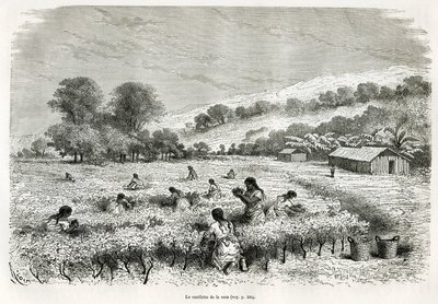 Coca bladeren plukken in de Ituata-vallei, illustratie van de reis in de Titicaca-regio en de valleien van Oost-Laag-Peru, in 1873 door Paul Marcoy. Gravure in Le tour du monde door Edouard Riou