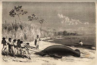 De vangst van zeekoeien in Mabuiso (Peru) door Edouard Riou