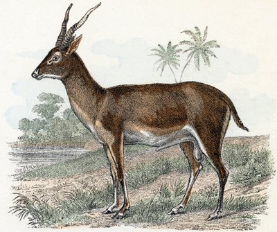 Antilope uit 