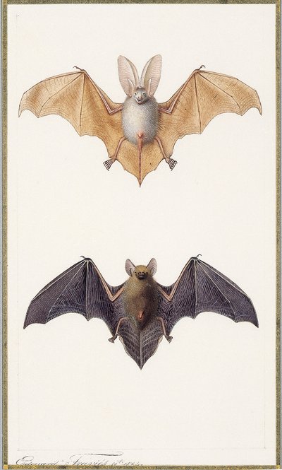 Langoorvleermuis en een gewone vleermuis, 1834 door Edouard Travies