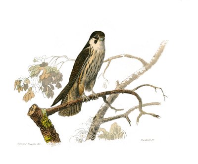 Natuurhistorisch bord: Zoologisch bord met roofvogels in de nacht. De hobereau. Plaat getekend uit de negen delen over vogels in 