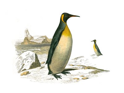 Zoologische plaat met brachyptere palmbomen (duikvogels). De grote. Illustratie uit 