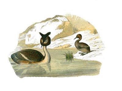 Natuurhistorisch bord: Zoologisch bord met brachyptere palmbomen door Edouard Travies
