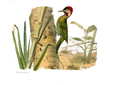 Natuurhistorisch bord: Zoologisch bord met klimmers. Gestreepte piek van Cayenne. Plaat getekend uit de negen delen over vogels in 