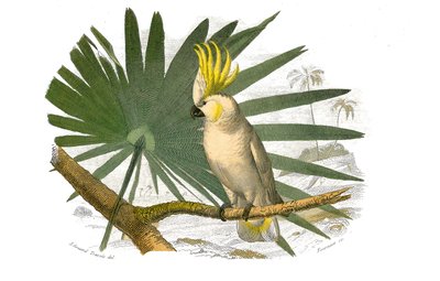 Natuurhistorische plaat: Zoologische plaat die klimmers voorstelt. De kaketoe heeft een gele kuif. Plaat getekend uit de negen delen over vogels in 