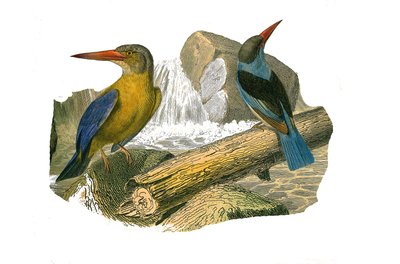 Natuurhistorische plaat: Zoologische plaat die syndactyle zangvogels voorstelt (met twee of meer samengegroeide tenen). Grote bek en grijsgekroonde ijsvogel. Plaat getekend uit de negen delen over vogels in 