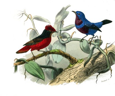 Zoologische plaat met dentirostrous zangvogels (met inkeping). De Ouette en de blauwe koord. Illustratie uit 