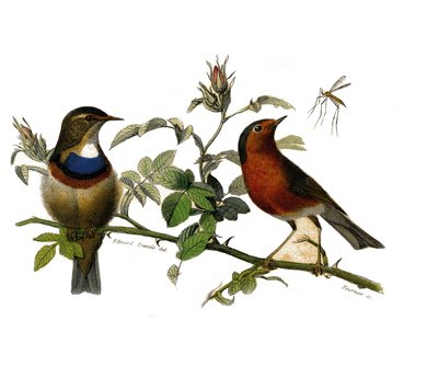 Natuurhistorische plaat: Zoologisch bord met dentirostrous zangvogels door Edouard Travies