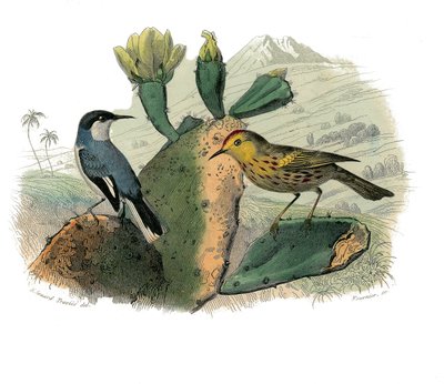 Natuurhistorische plaat: Zoologisch bord met dentirostrous zangvogels door Edouard Travies