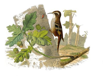Natuurhistorische plaat: Zoologisch bord met dentirostrous zangvogels door Edouard Travies