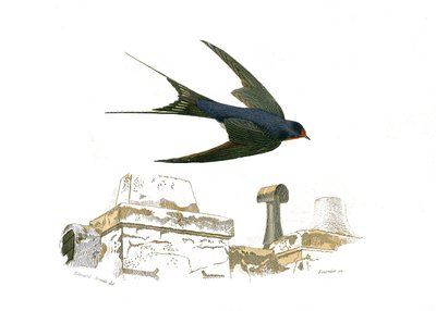 Natuurhistorische plaat: Zoologisch bord met de fissirostrous wandelpaden door Edouard Travies