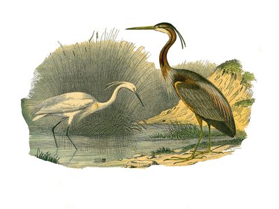 Natuurhistorische plaat: Zoologische plaat die watervogels en cultrirostrous steltlopers voorstelt (met grote, lange en sterke snavels): reiger en purperreiger. Plaat getekend uit de negen delen over vogels in 