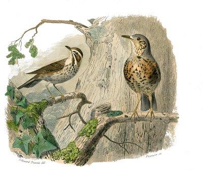 Natuurhistorische plaat: Zoologische plaat die kegelbekige zangvogels voorstelt. De vloek en afvoeren. Plaat getekend uit de negen delen over vogels in 
