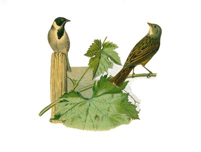 Natuurhistorische plaat: Zoologische plaat die conirostrous zangvogels (kegelvormige snavel) voorstelt. Rietortolaan en ortolaan. Plaat getekend uit de negen delen over vogels in 