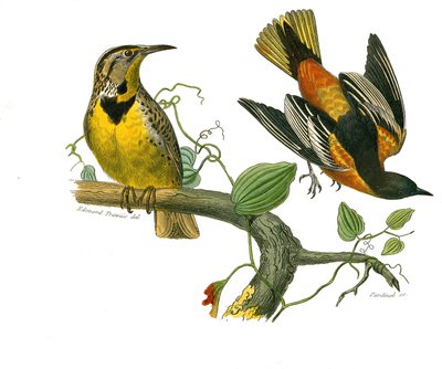 Zoologische plaat met conirostrous zangvogels (kegelvormige snavel). De spreeuw van Louisiana en de Baltimore. Illustratie uit 
