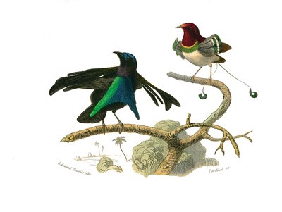 Zoologische plaat met conirostrous zangvogels (kegelvormige snavel). De zwarte manucode en de manucode. Illustratie uit 