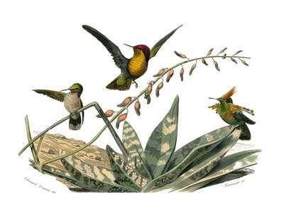 Zoologische plaat met conirostrous zangvogels (kegelvormige snavel). De vlieg vogel, de kleine vlieg vogel en de hop vlieg vogel. Illustratie uit 