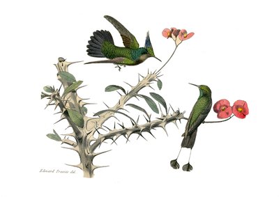 Zoologische plaat met conirostrous zangvogels (kegelvormige snavel). De hopoly vlieg vogel en de sneeuwschoen vlieg vogel. Illustratie uit 