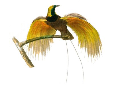 Natuurhistorisch bord: Zoologisch bord met conirostrous zangvogels door Edouard Travies
