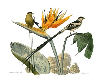 Natuurhistorisch bord: Zoologisch bord met conirostrous zangvogels door Edouard Travies