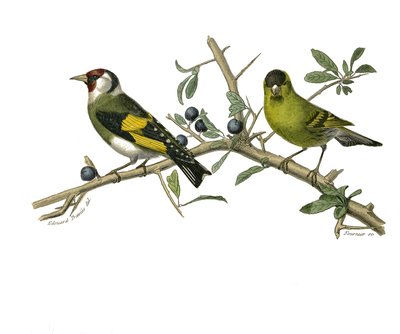 Natuurhistorisch bord: Zoologisch bord met conirostrous zangvogels door Edouard Travies