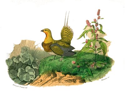 Natuurhistorisch bord: Zoologisch bord met hoenderachtigen: ganga. Plaat getekend uit de negen delen over vogels in 