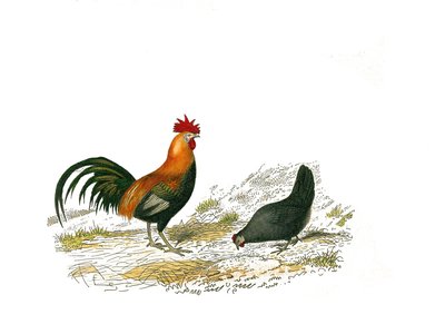 Natuurhistorisch bord: Zoologisch bord met hoenderachtigen: de haan en de hen. Plaat getekend uit de negen delen over vogels in 