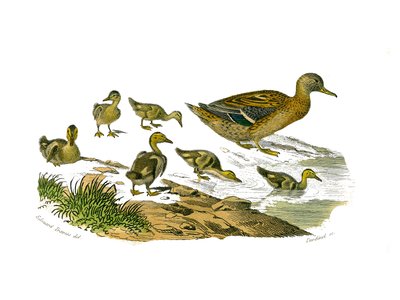 Natuurhistorische plaat: Zoologische plaat die lamellibekkige watervogels voorstelt. De vrouwtjeseend en haar jong. Plaat getekend uit de negen delen over vogels in 