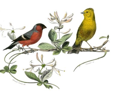 Natuurhistorisch bord: Zoologisch bord met de bouvreuil en de mus van Frankrijk. Plaat getekend uit de negen delen over vogels in 