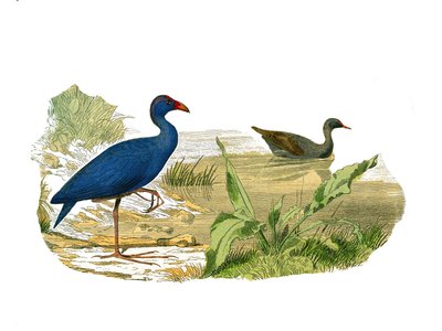 Natuurlijke geschiedenis bord: Zoologisch bord met longirostrous schaduw (lange en slanke snavel): de sultanshoen en de waterhoen. Plaat uit de negen delen over vogels in 