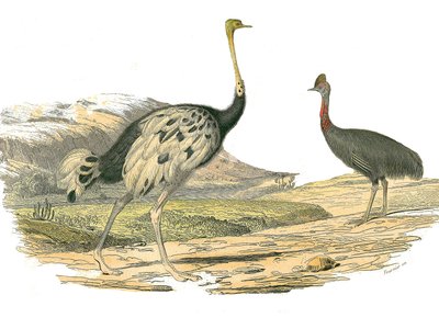 Natuurhistorische plaat: Zoologische plaat die steltlopers voorstelt: struisvogel en kasuaris. Plaat getekend uit de negen delen over vogels in 
