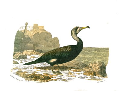 Natuurhistorische plaat: Zoologische plaat die totipalmen (onderwater vissen) voorstelt. De aalscholver. Plaat getekend uit de negen delen over vogels in 