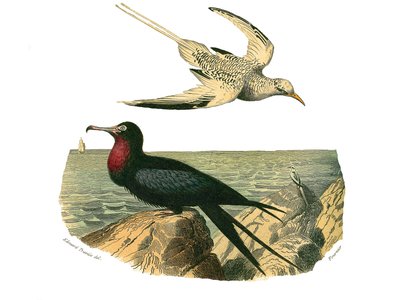 Natuurhistorisch bord: Zoologisch bord met totipalms door Edouard Travies
