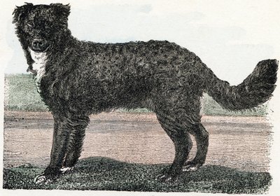 Newfoundland, Newfoundland - "Alphabet illustreert dieren" 19e eeuw (gravure) door Edouard Travies